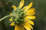 Common sunflower